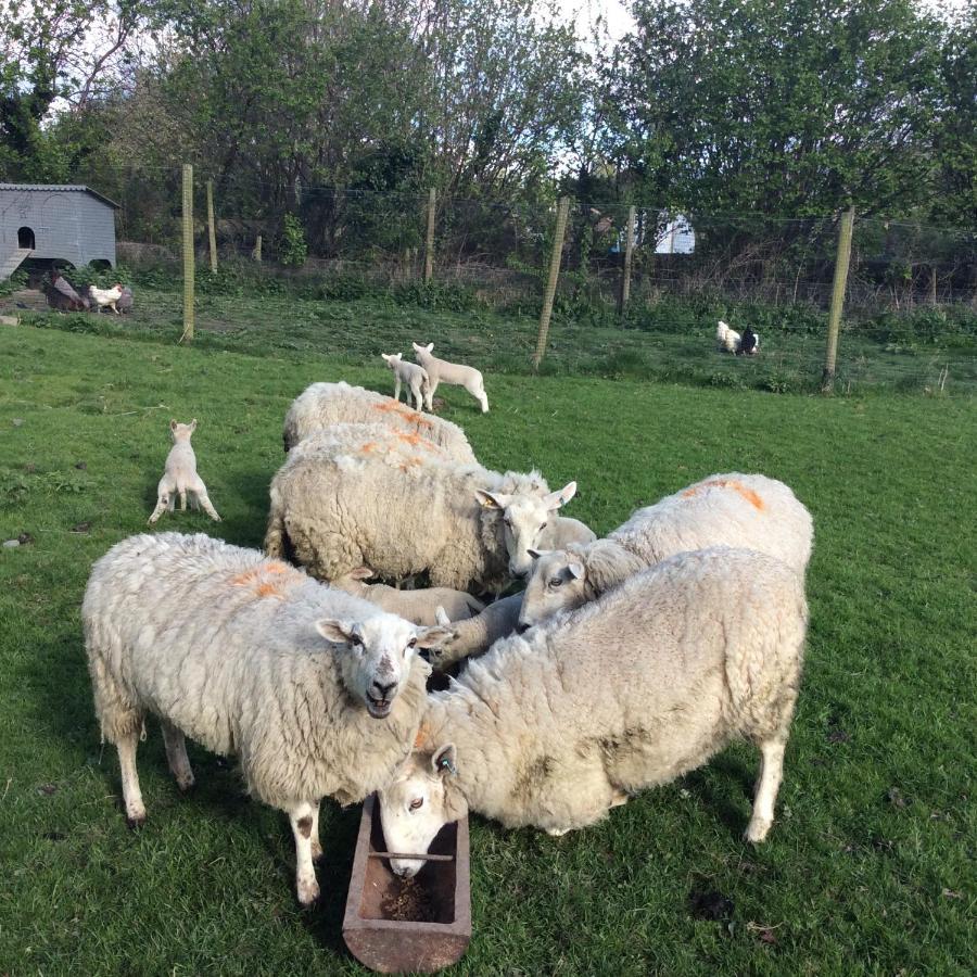 Mid Wales Arts B&B Caersws エクステリア 写真